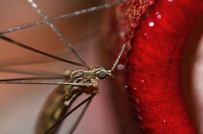 Close-up of insect of red necklace