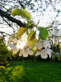 Low angle view of white flowers blooming on tree