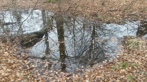 Bare trees in forest