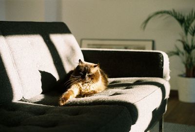 Cat relaxing on sofa at home
