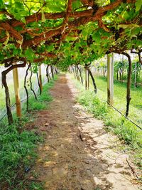 Walkway amidst trees on landscape