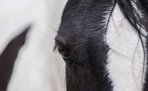 Close-up of a horse