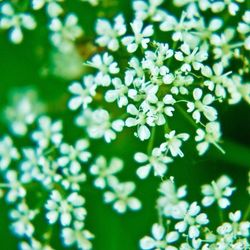 Close-up of white flowers