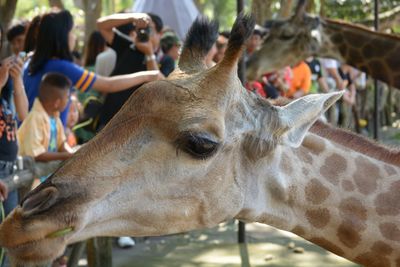 Close-up of horses in zoo