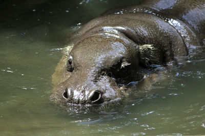 A hippopotamus, a large omnivorous animal, drowning its body in a puddle of water