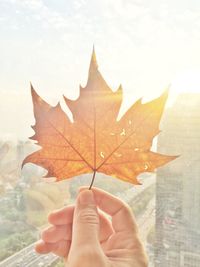 Midsection of person holding maple leaf during autumn