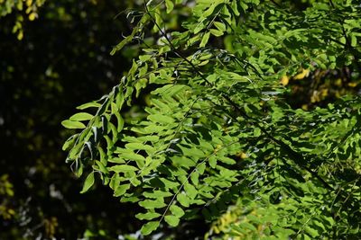 Close-up of fern leaves on tree