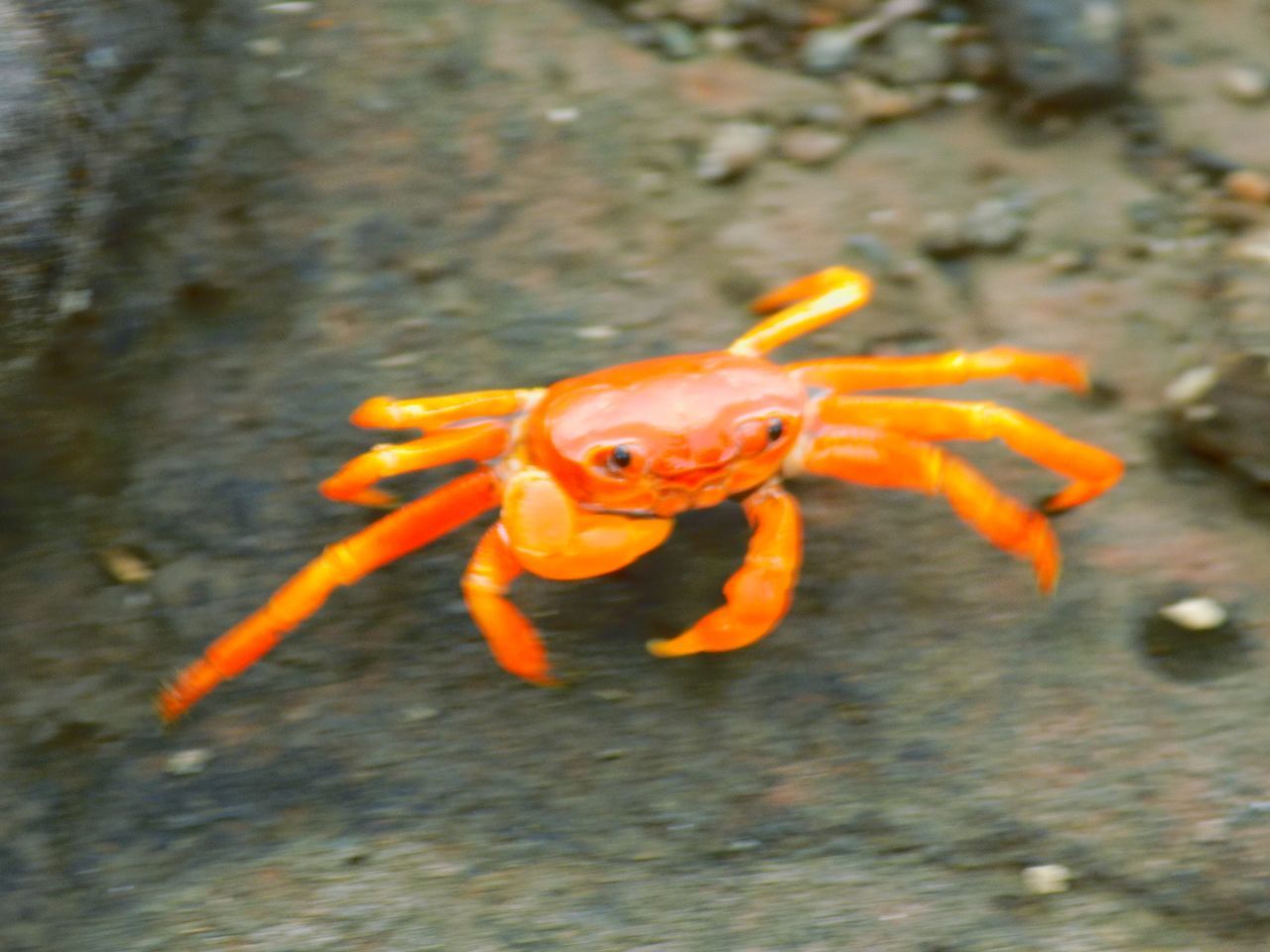 animal themes, animal wildlife, animal, wildlife, one animal, seafood, water, sea, food, marine, sea life, nature, no people, day, crab, macro photography, close-up, yellow, orange color, marine biology, outdoors, crustacean, full length, high angle view, underwater