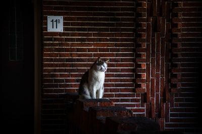 Cat sitting against brick wall