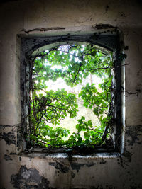 Trees seen through window of abandoned building