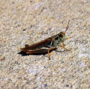 Close-up of grasshopper