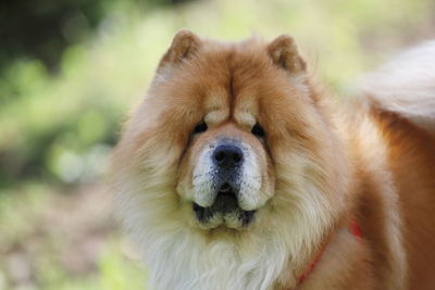 Close-up of a dog, chow chow portrait 