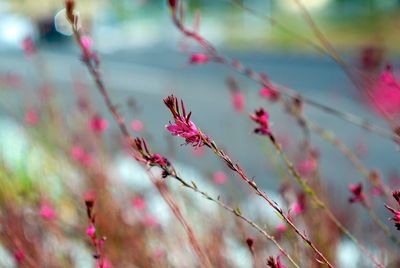 Close-up of pink flowers on branch