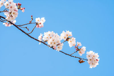 Low angle view of cherry blossoms against blue sky
