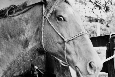 Close-up of horse in ranch