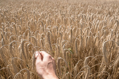 Low section of person on rye field