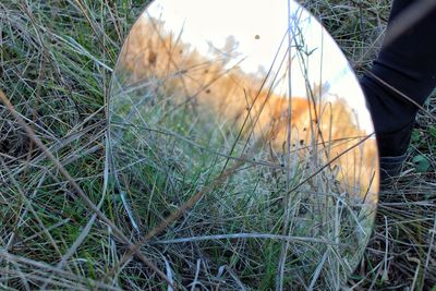 Close-up of grass