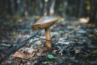 Close-up of mushroom on tree in forest