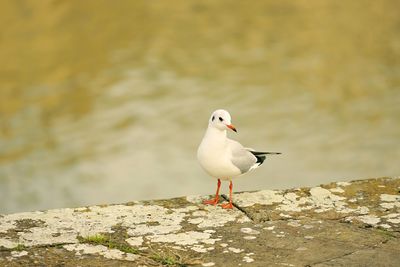 Close-up of seagull perching on rock