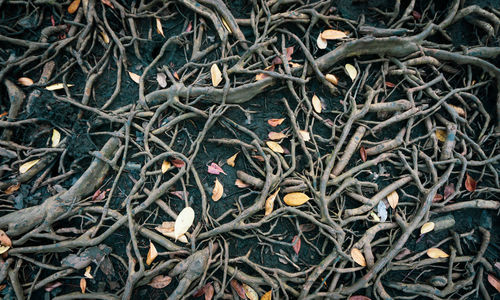 High angle view of dry leaves on field