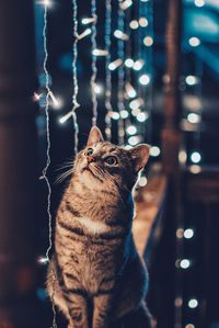 Close-up of cat sitting by illuminated string lights