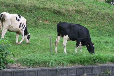 Cows standing in a field