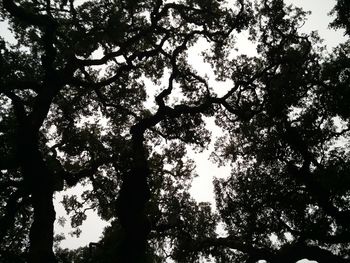Low angle view of trees against sky