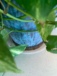 Close-up of insect on plant