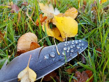 Close-up of yellow maple leaf on grass