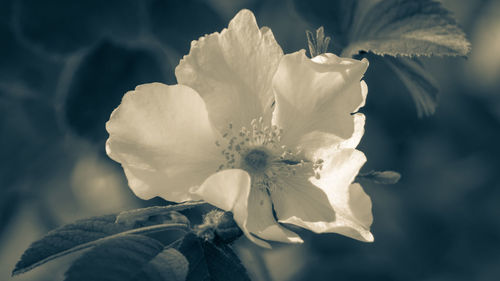 Close-up of white rose