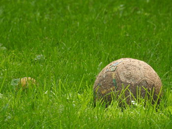 Close-up of tortoise on field