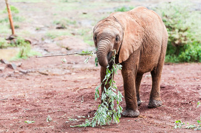 Elephant in a field