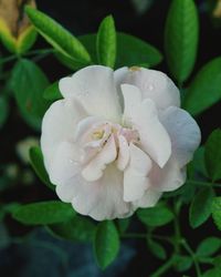 Close-up of wet flower blooming outdoors