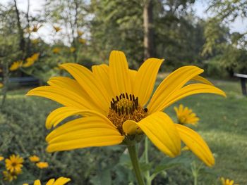plant
