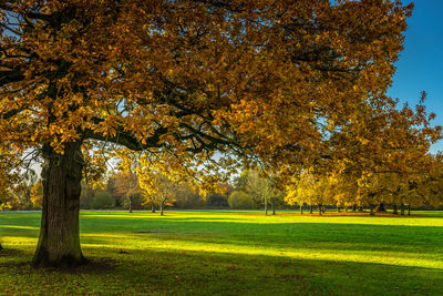 Trees in park during autumn