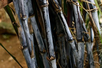 Close-up of wooden fence