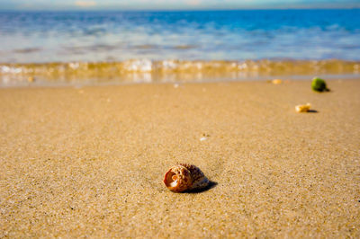 Small red shell on a tropical beach