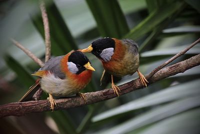 Close-up of bird perching on branch