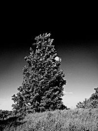 Low angle view of trees against clear sky