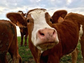 Portrait of cow on field