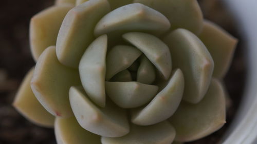 Close-up of succulent plant
