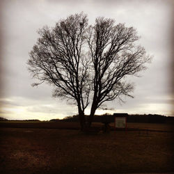 Bare tree on field against sky