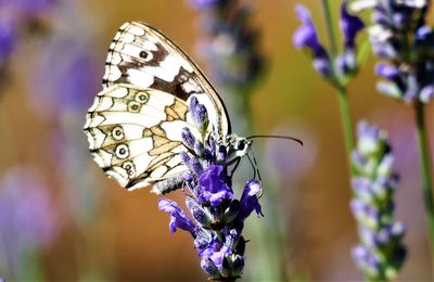Close-up of butterfly pollinating on purple flower