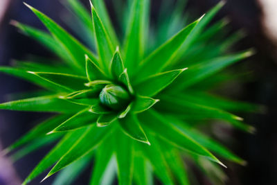 High angle view of flowering plant