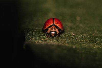 Close-up of insect on leaf
