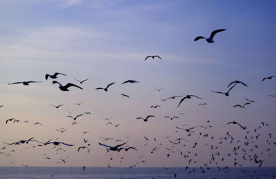 Low angle view of silhouette birds flying in sky