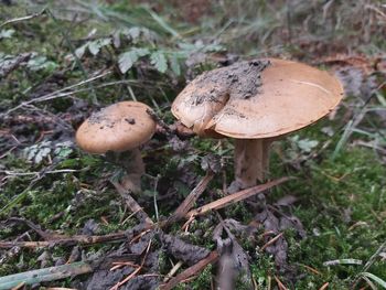 High angle view of mushroom growing on field