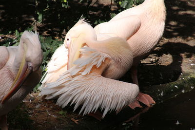 High angle view of pelicans at lakeshore