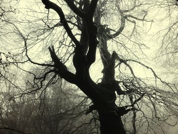 Low angle view of bare tree against sky
