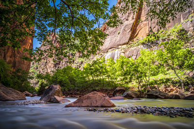 Surface level of rocks by trees on riverbank